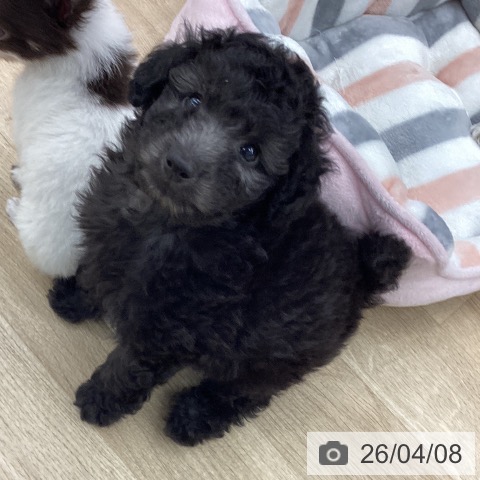 大阪府のトイプードル(トイ) (ペットプラス りんくう泉南店/2026年2月5日生まれ/男の子/シルバー)の子犬の3枚目の画像