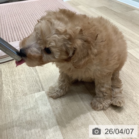 大阪府のトイプードル(トイ) (ペットプラス 鶴見店/2026年2月5日生まれ/男の子/アプリコット)の子犬の4枚目の画像