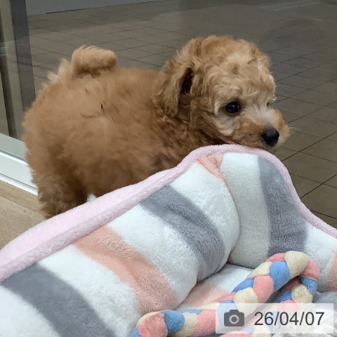 大阪府のトイプードル(トイ) (ペットプラス 鶴見店/2026年2月5日生まれ/男の子/アプリコット)の子犬の3枚目の画像