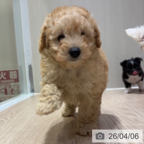 トイ・プードルの写真