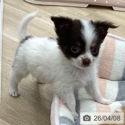 大阪府のチワワ(ロング) (ペットプラス りんくう泉南店/2026年2月4日生まれ/女の子/チョコレートタンホワイト)の子犬の4枚目の画像