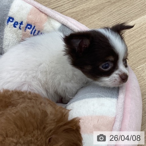 大阪府のチワワ(ロング) (ペットプラス りんくう泉南店/2026年2月4日生まれ/女の子/チョコレートタンホワイト)の子犬の3枚目の画像