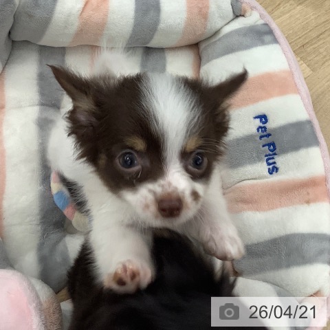 大阪府のチワワ(ロング) (ペットプラス りんくう泉南店/2026年2月4日生まれ/女の子/チョコレートタンホワイト)の子犬の3枚目の画像