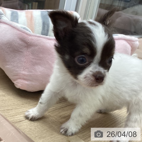 大阪府のチワワ(ロング) (ペットプラス りんくう泉南店/2026年2月4日生まれ/男の子/チョコレートタンホワイト)の子犬の4枚目の画像