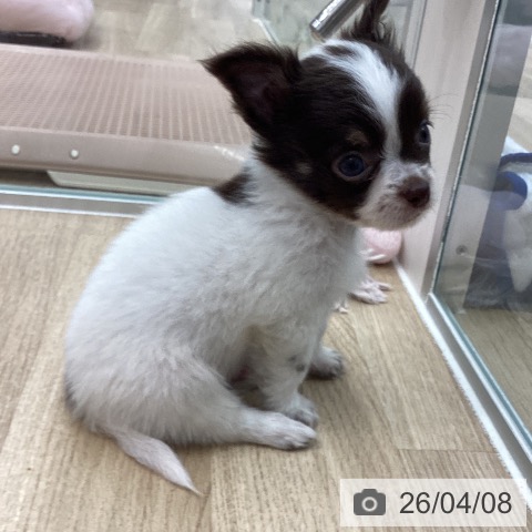 大阪府のチワワ(ロング) (ペットプラス りんくう泉南店/2026年2月4日生まれ/男の子/チョコレートタンホワイト)の子犬の3枚目の画像