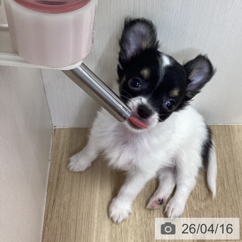 兵庫県のチワワ(ロング) (ペットプラス 明石店/2026年2月4日生まれ/男の子/ブラックタンホワイト)の子犬の3枚目の画像