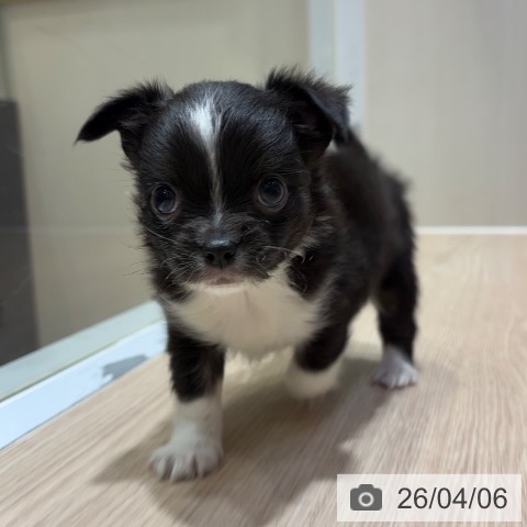 大阪府のチワワ(ロング) (ペットプラス 堺鉄砲町店/2026年2月5日生まれ/男の子/ブラックタンホワイト)の子犬の4枚目の画像