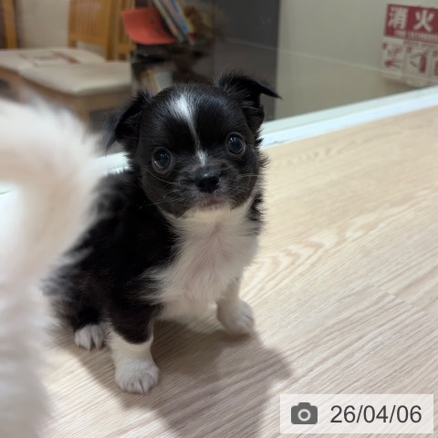 大阪府のチワワ(ロング) (ペットプラス 堺鉄砲町店/2026年2月5日生まれ/男の子/ブラックタンホワイト)の子犬の3枚目の画像