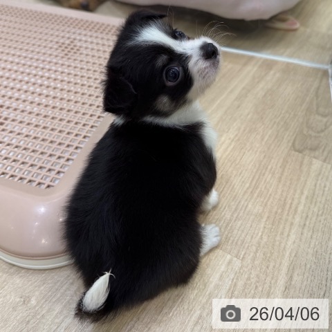 大阪府のチワワ(ロング) (ペットプラス 堺北花田店/2026年2月5日生まれ/女の子/ブラックタンホワイト)の子犬の4枚目の画像