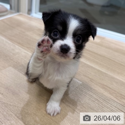 大阪府のチワワ(ロング) (ペットプラス 堺北花田店/2026年2月5日生まれ/女の子/ブラックタンホワイト)の子犬の3枚目の画像