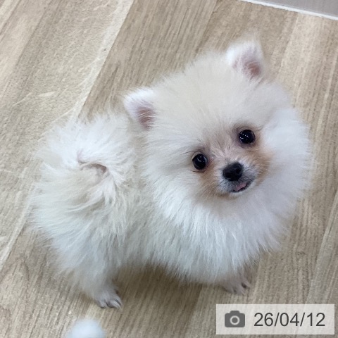 新潟県のポメラニアン (ペットプラス 新潟南店/2026年1月30日生まれ/男の子/オレンジセーブル)の子犬の3枚目の画像