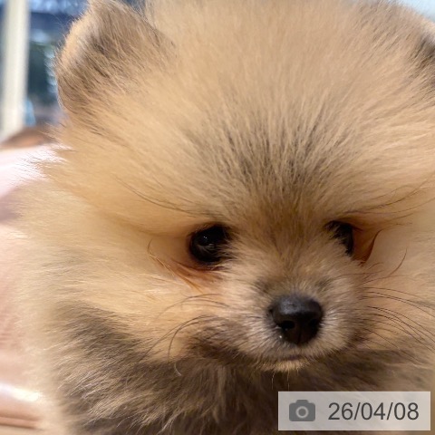 兵庫県のポメラニアン (ペットプラス 神戸三宮店/2026年1月30日生まれ/男の子/オレンジ)の子犬の3枚目の画像