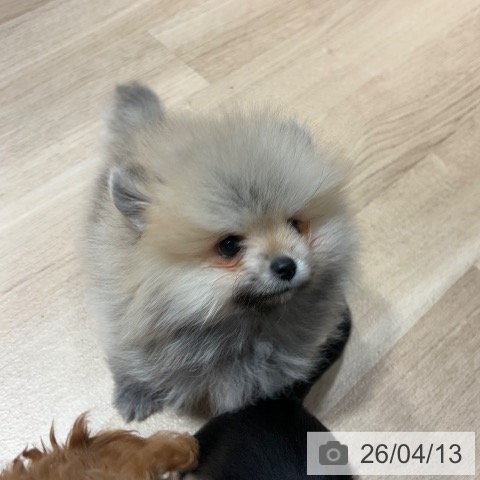 兵庫県のポメラニアン (ペットプラス 神戸三宮店/2026年1月30日生まれ/男の子/オレンジ)の子犬の3枚目の画像
