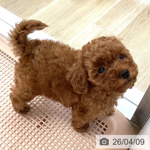 兵庫県のトイプードル(トイ) (ペットプラス 明石店/2026年1月28日生まれ/女の子/レッド)の子犬の4枚目の画像