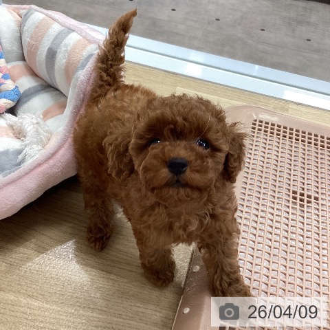 兵庫県のトイプードル(トイ) (ペットプラス 明石店/2026年1月28日生まれ/女の子/レッド)の子犬の3枚目の画像