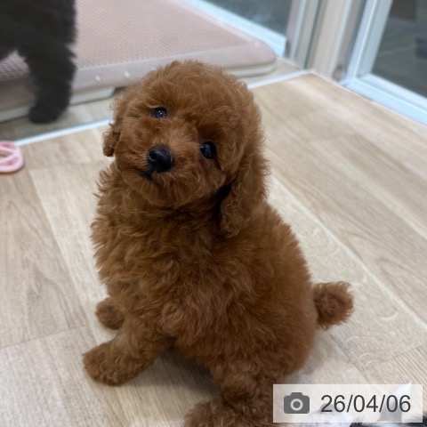 トイ・プードルの写真