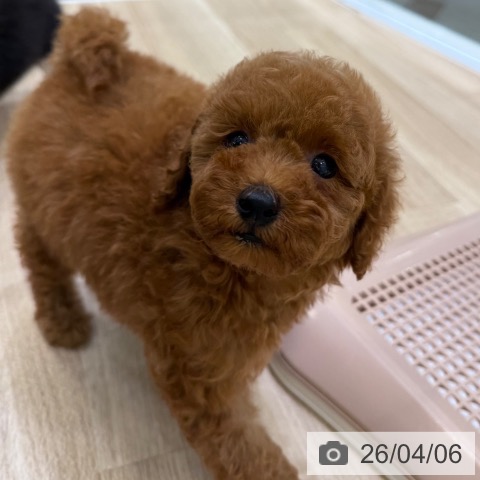 トイ・プードルの写真