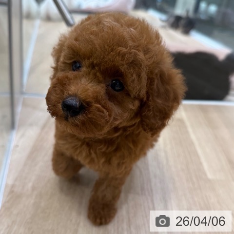 トイ・プードルの写真