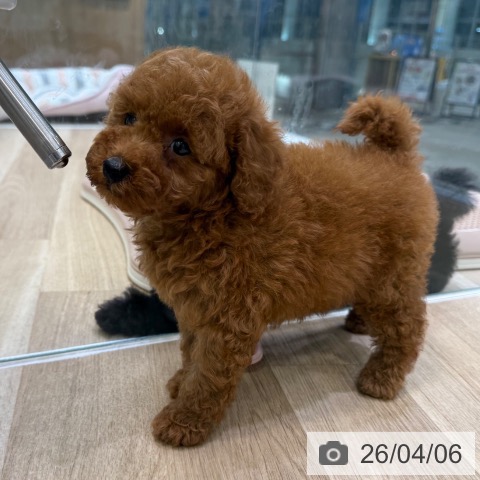 トイ・プードルの写真