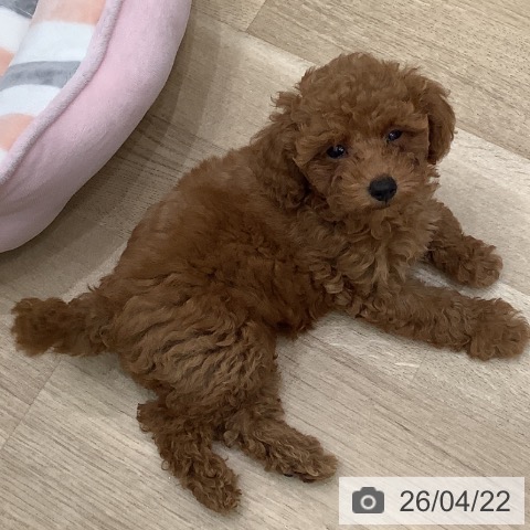 大阪府のトイプードル(トイ) (ペットプラス 鶴見店/2026年1月28日生まれ/女の子/レッド)の子犬の3枚目の画像