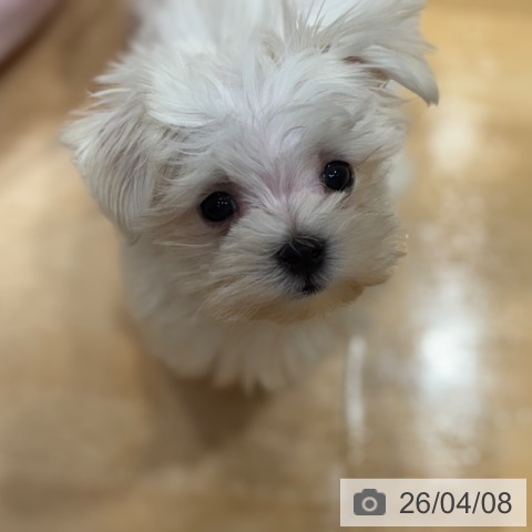 奈良県のマルチーズ (ペットプラス 大和郡山店/2026年2月1日生まれ/男の子/ホワイト)の子犬の3枚目の画像