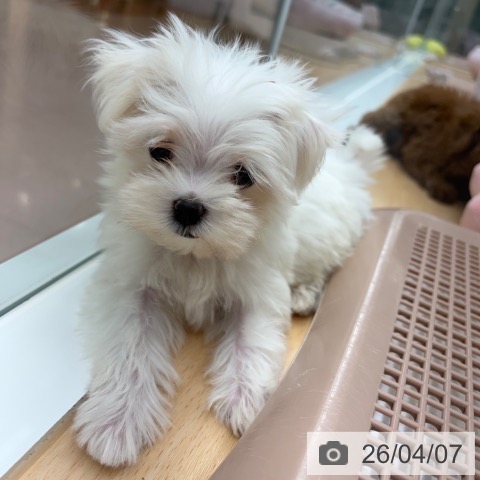 マルチーズの写真