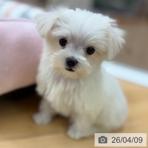 マルチーズの写真