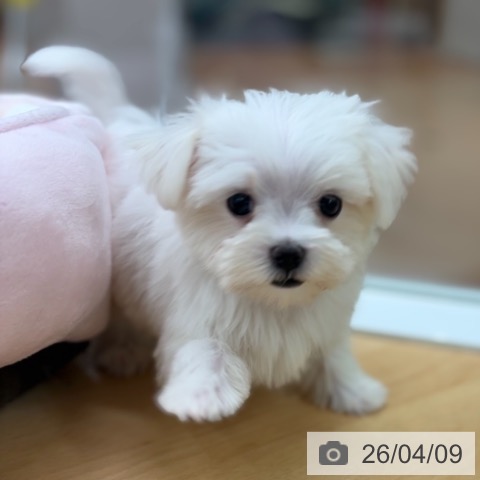 マルチーズの写真