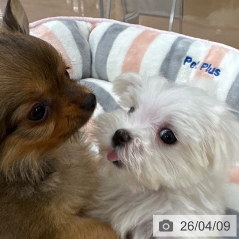 マルチーズの写真