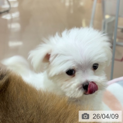 マルチーズの写真