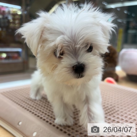 マルチーズの写真