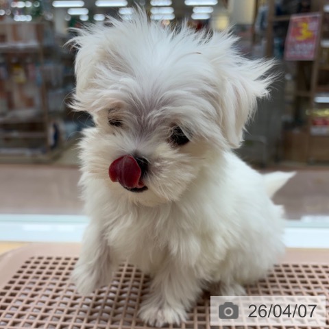 マルチーズの写真