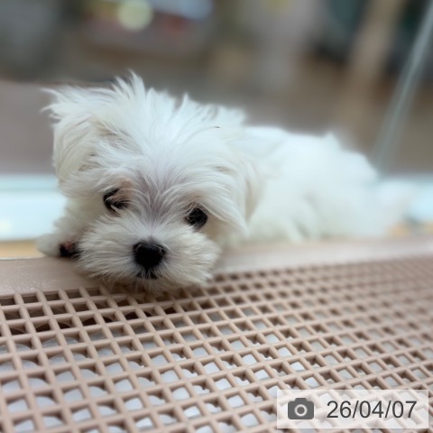 マルチーズの写真