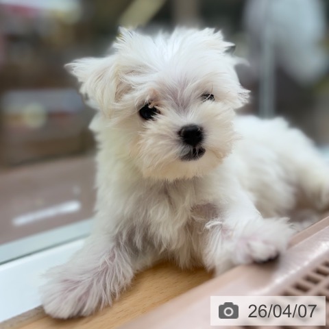 マルチーズの写真