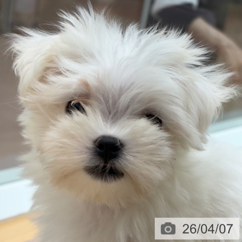 マルチーズの写真