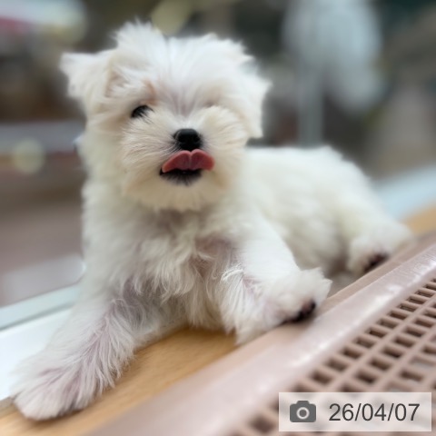 マルチーズの写真