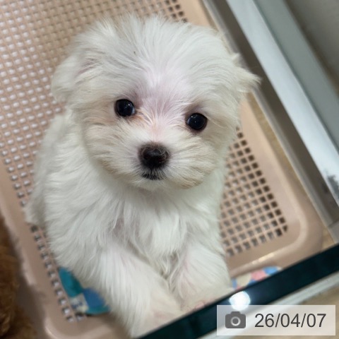 マルチーズの写真