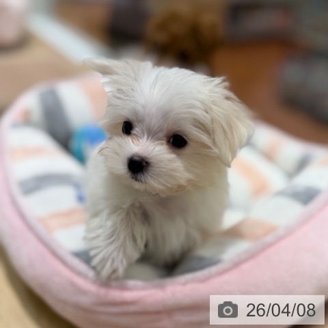 大阪府のマルチーズ (ペットプラス 四條畷店/2026年2月1日生まれ/女の子/ホワイト)の子犬の3枚目の画像
