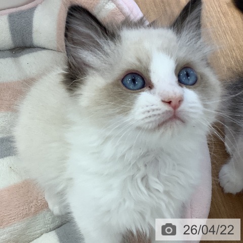 大阪府のラグドール (ペットプラス りんくう泉南店/2026年2月6日生まれ/男の子/シールポイントバイカラー)の子猫の3枚目の画像