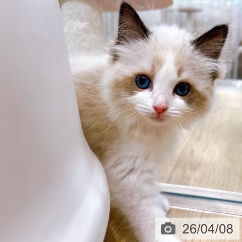 ラグドールの写真