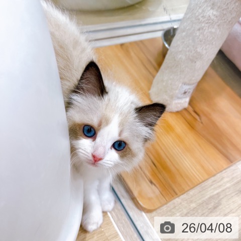 ラグドールの写真