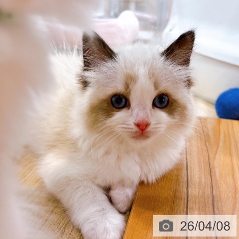 ラグドールの写真