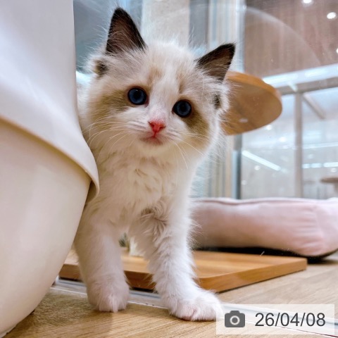 ラグドールの写真