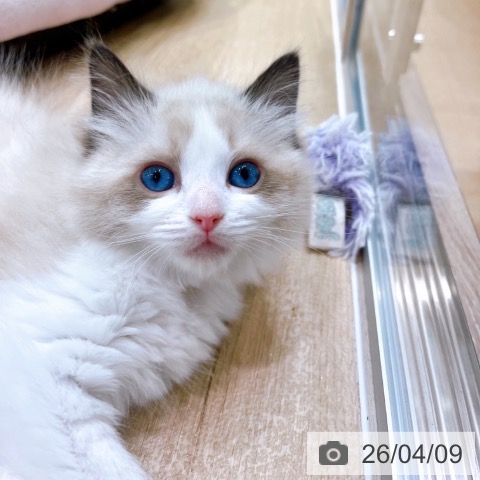 大阪府のラグドール (ペットプラス イオン大日店/2026年2月6日生まれ/女の子/シールポイントバイカラー)の子猫の3枚目の画像