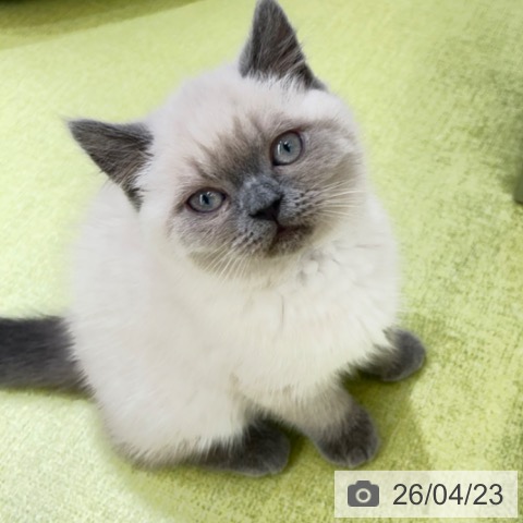 京都府のブリティッシュショートヘアー (ペットプラス 京都桂川店/2026年1月31日生まれ/女の子/ブルーポイント)の子猫の4枚目の画像