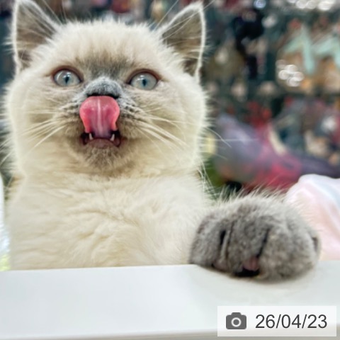 京都府のブリティッシュショートヘアー (ペットプラス 京都桂川店/2026年1月31日生まれ/女の子/ブルーポイント)の子猫の3枚目の画像