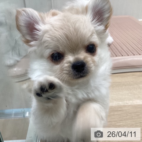 宮城県のチワワ(ロング) (ペットプラス 仙台泉大沢店/2026年2月5日生まれ/男の子/クリームホワイト)の子犬の4枚目の画像