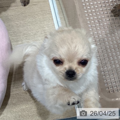 宮城県のチワワ(ロング) (ペットプラス 仙台泉大沢店/2026年2月5日生まれ/男の子/クリームホワイト)の子犬の4枚目の画像