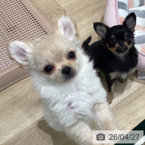 宮城県のチワワ(ロング) (ペットプラス 仙台泉大沢店/2026年2月5日生まれ/男の子/クリームホワイト)の子犬の4枚目の画像