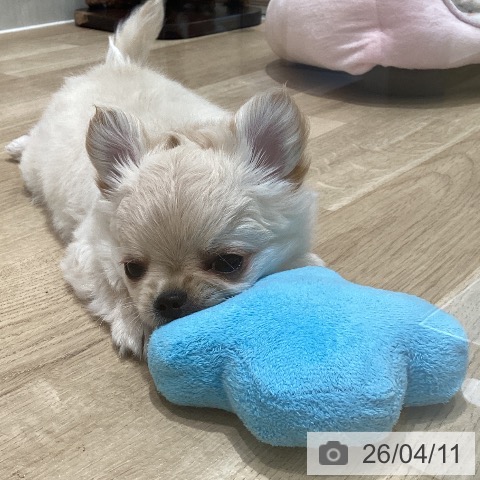 宮城県のチワワ(ロング) (ペットプラス 仙台泉大沢店/2026年2月5日生まれ/男の子/クリームホワイト)の子犬の3枚目の画像